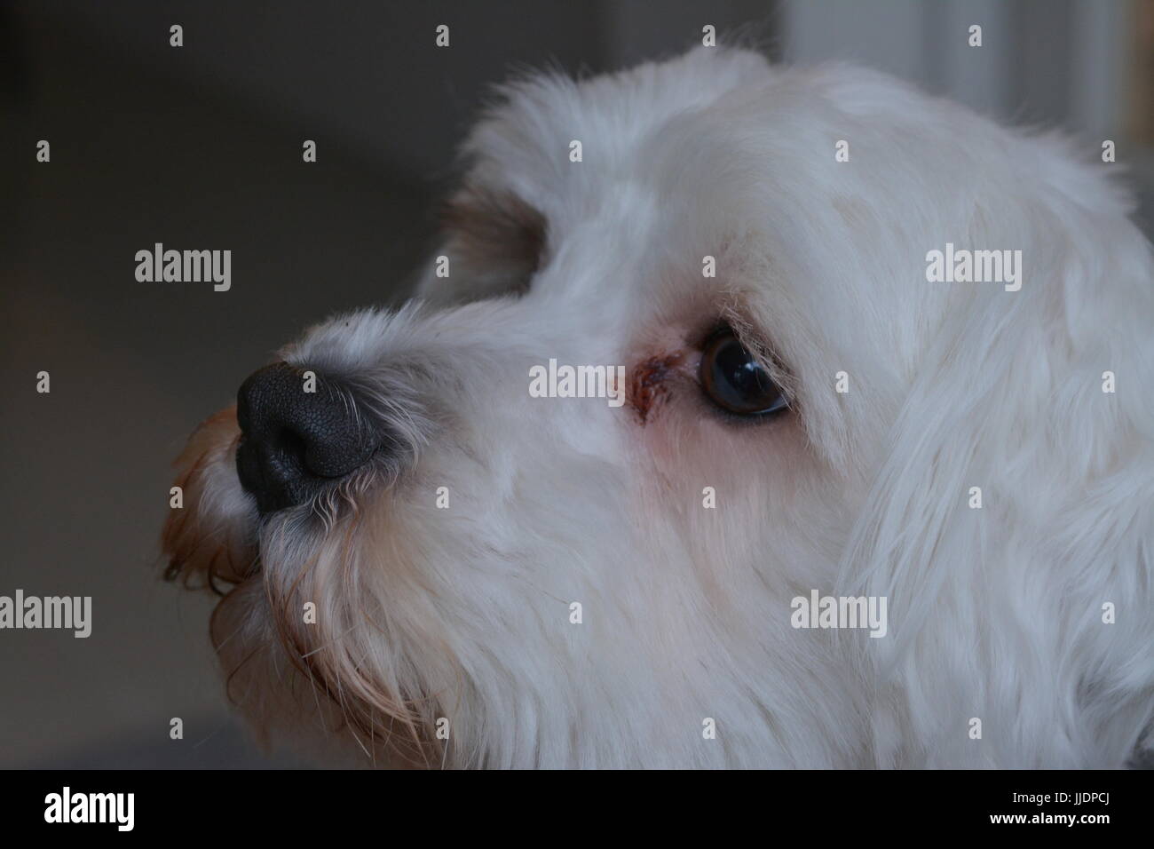 Primo piano del cucciolo Foto Stock