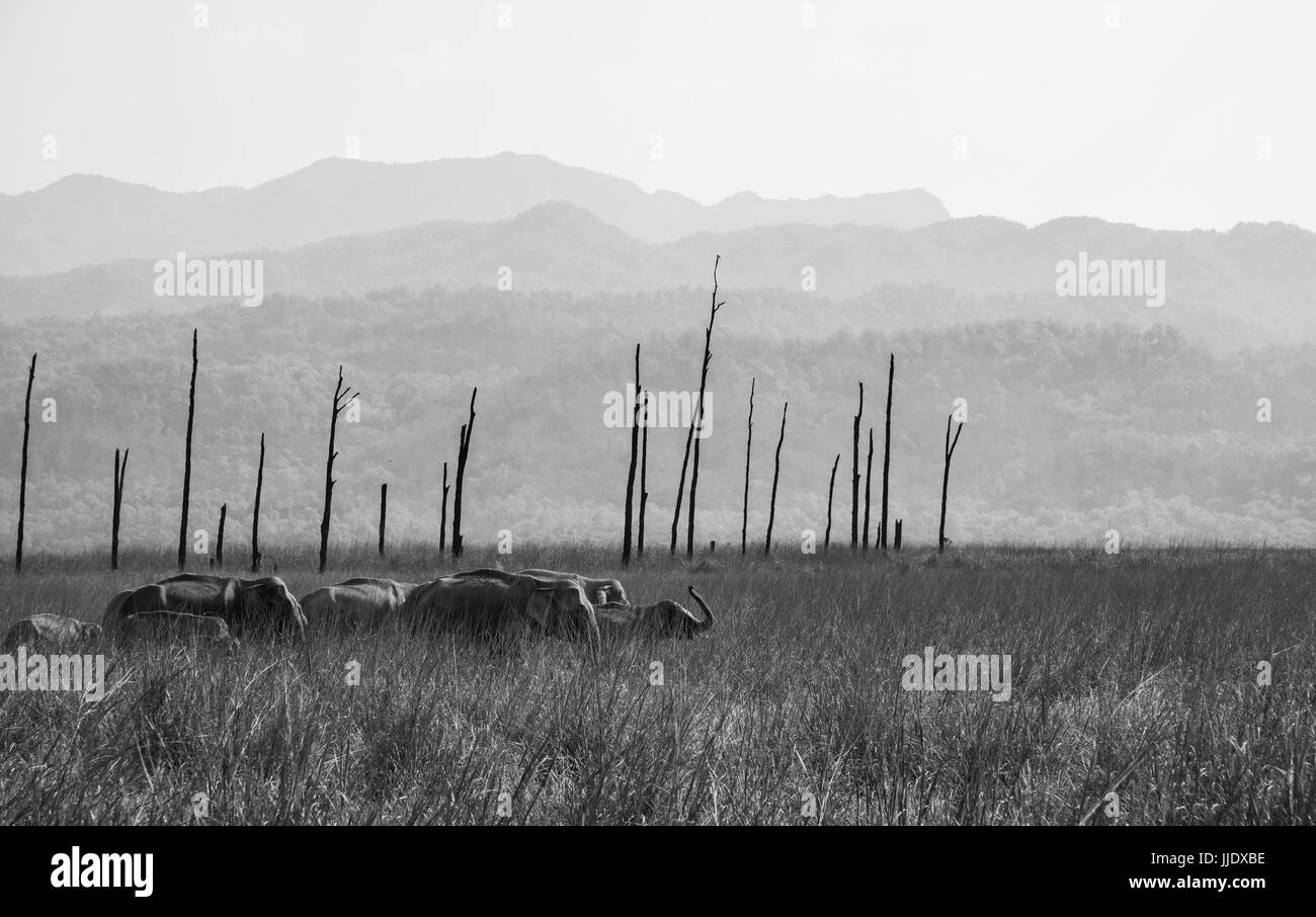 Famiglia di mandrie e mandrie in Natures Paradise Foto Stock