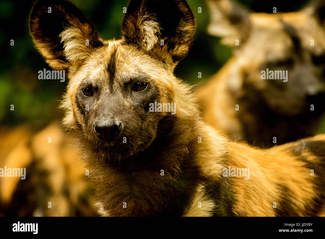 African cani selvatici Foto Stock