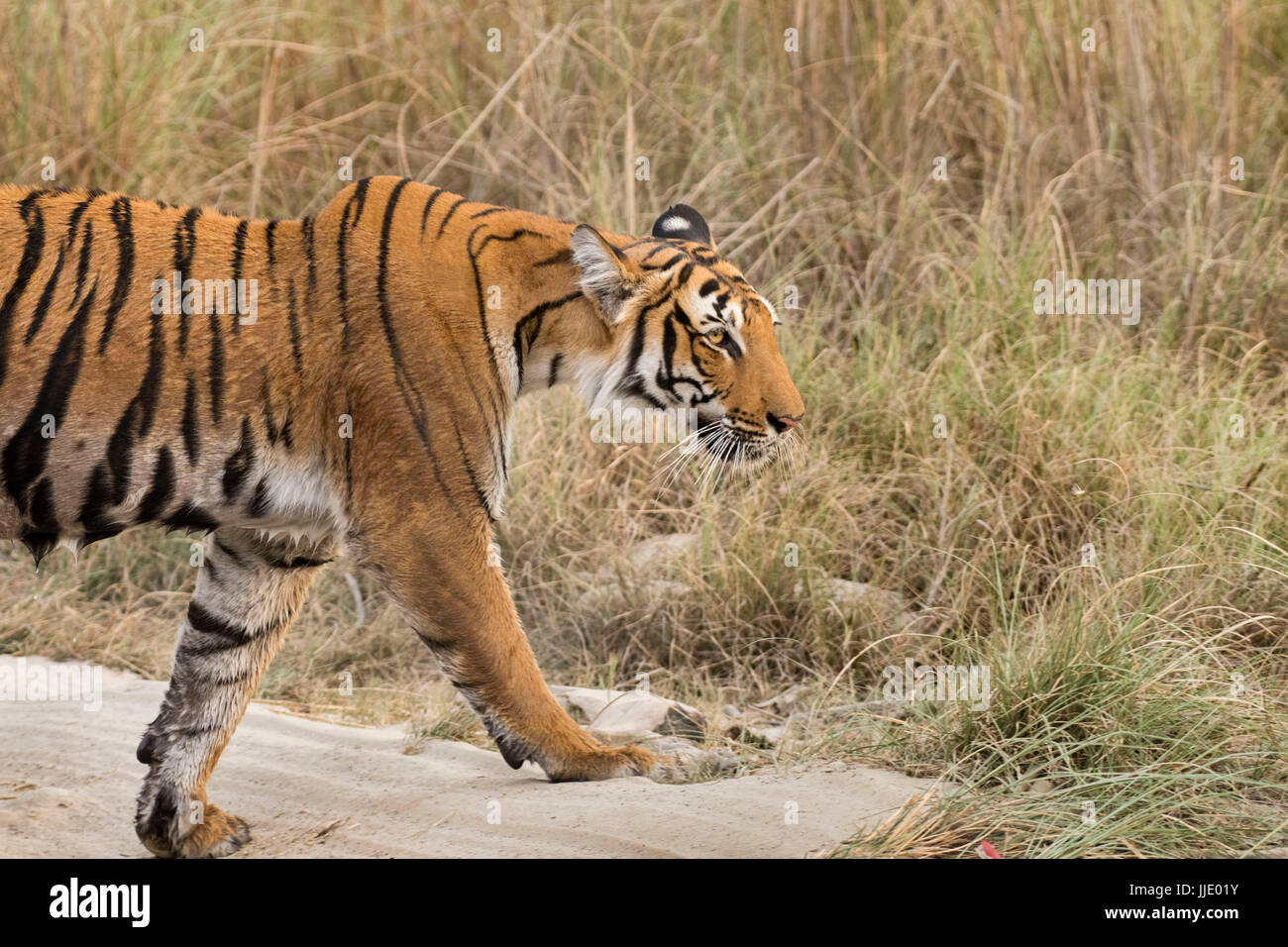 Passeggiata della tigre bengala Foto Stock