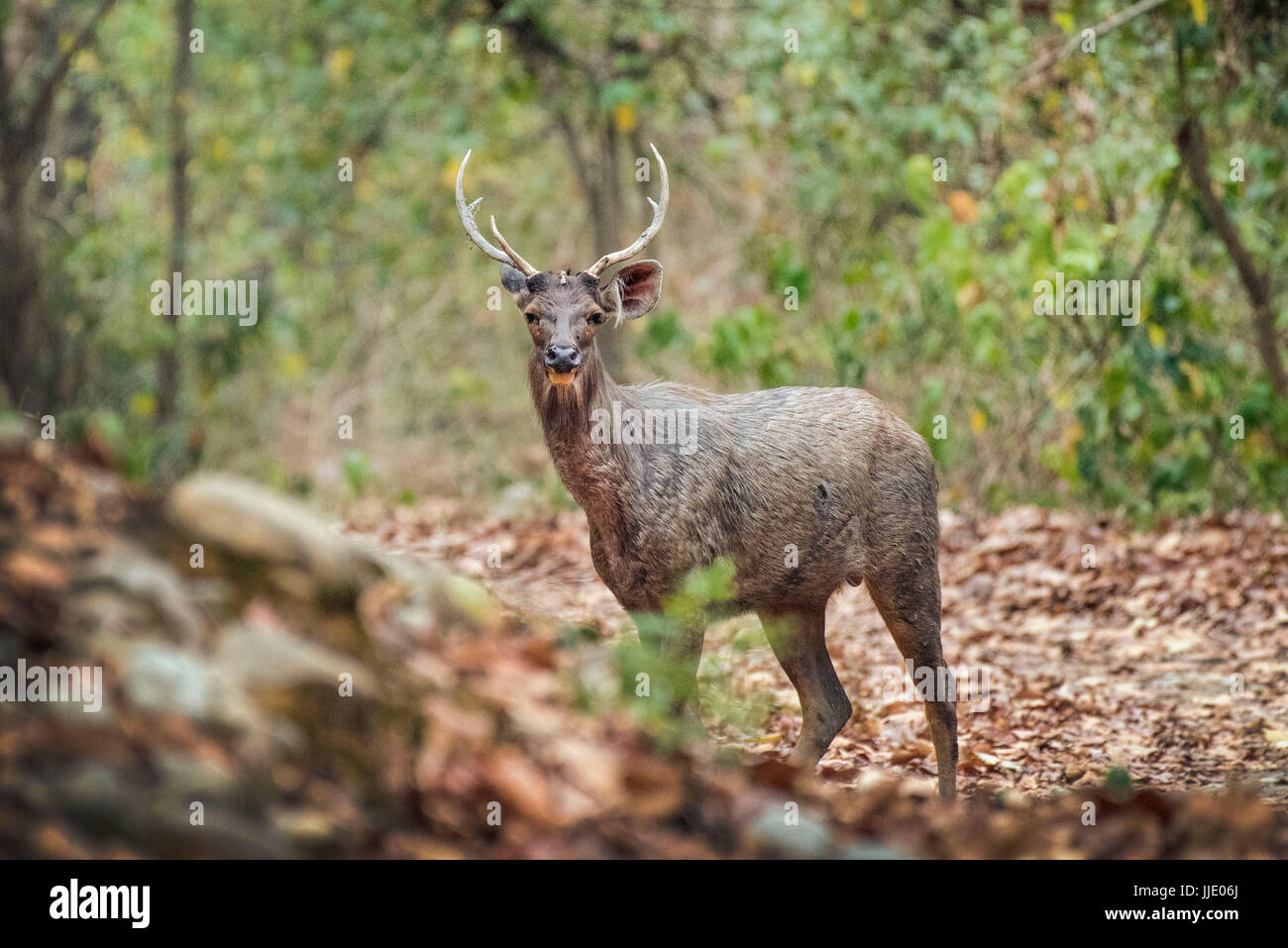 Il cervo sambar guarda allerta al Parco Nazionale Jim Corbett Foto Stock