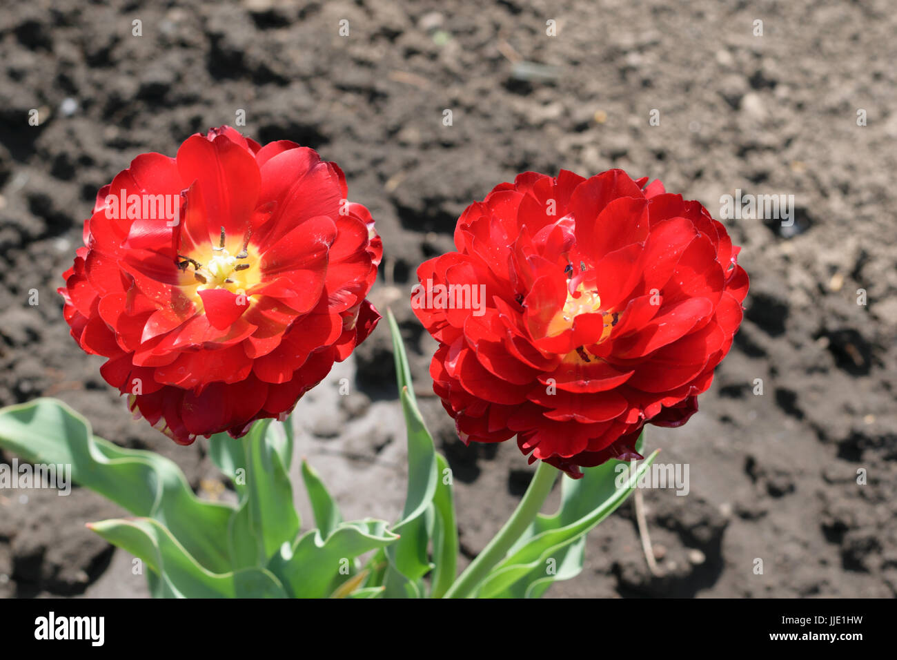 Due doppie Bowl-Shaped tulipani rossi Foto Stock