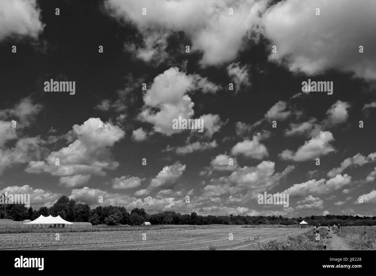 Il 2017 aglio raccolto in una fattoria bear Red Hook in Upstate New York, sotto un grande nuvoloso, azzurro cielo blu Foto Stock