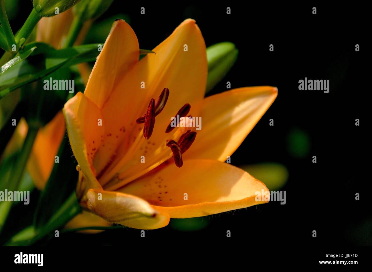 Bellezza fiorita immersa nella luce del sole. Un lampo di eccitazione nel caleidoscopio della natura, questo fiore giallo ti invita ad abbracciare la sua brillante luminosità. Foto Stock