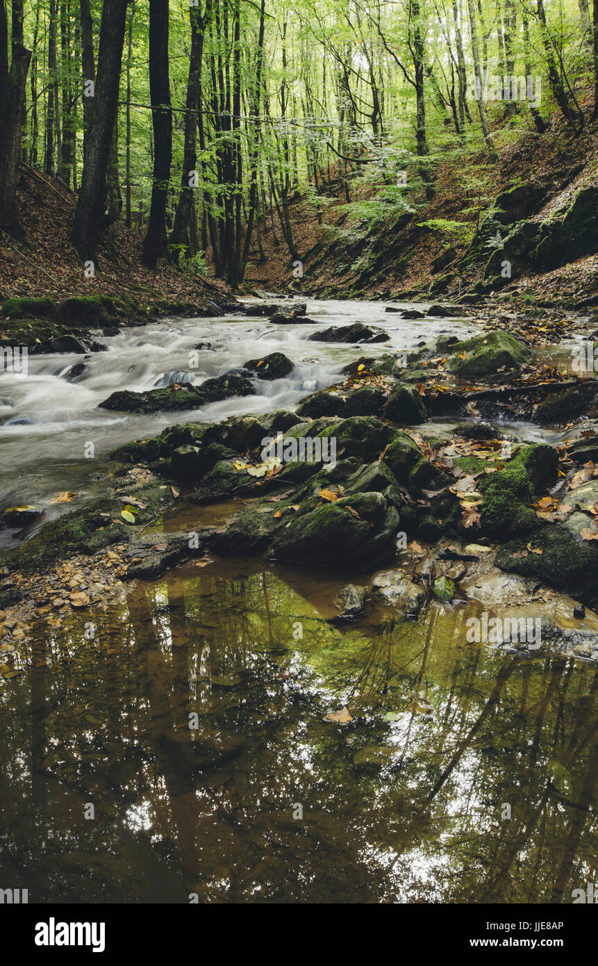 Acqua fresca nella natura paesaggio. Flusso di foresta con alberi e rocce nel deserto Foto Stock