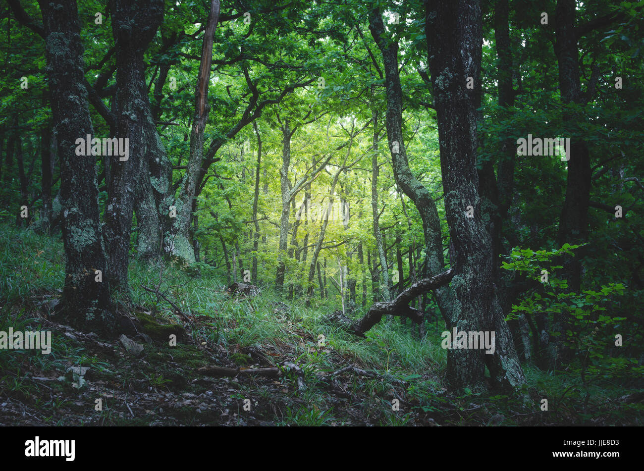 Paesaggio di fantasia, verde foresta con vecchi alberi Foto Stock