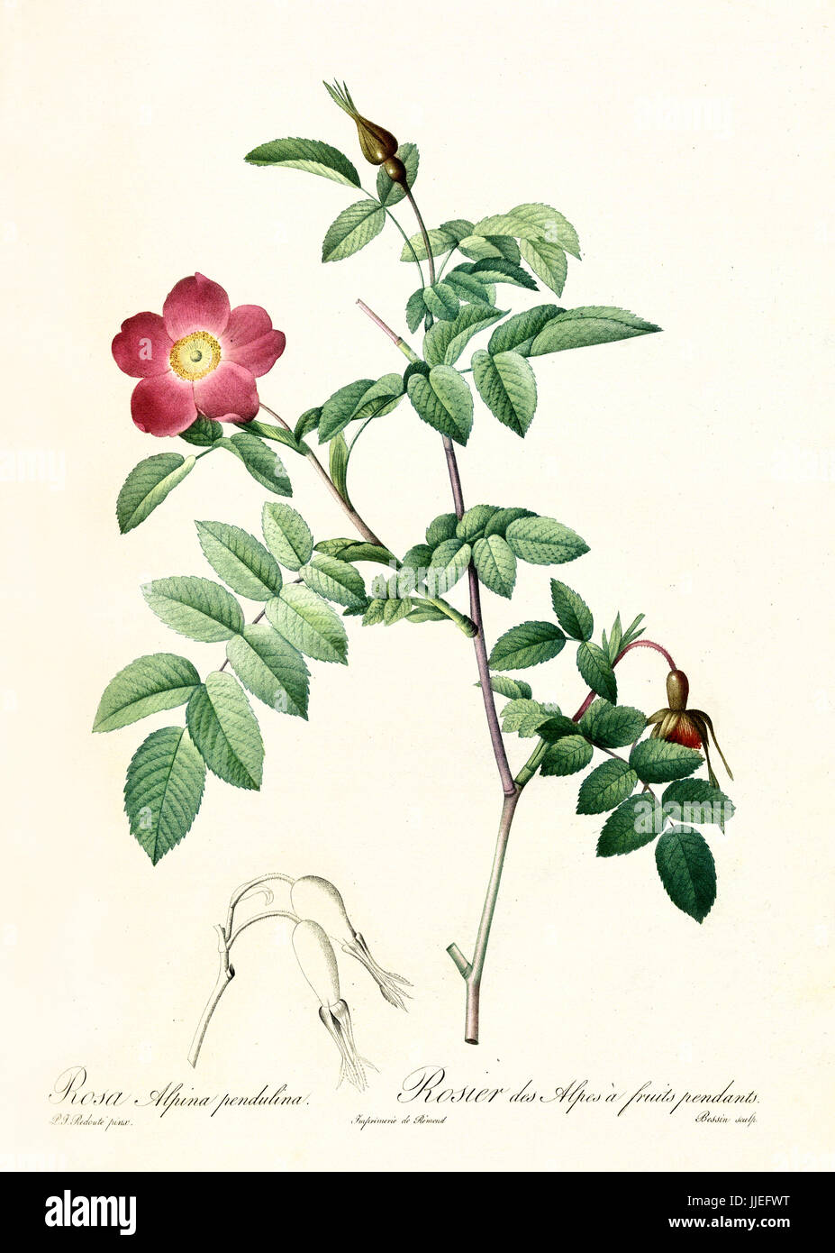 Vecchia illustrazione di Alpine Rose (Rosa pendulina). Creato da P. R. Redoute, pubblicato su Les Roses, Imp. Firmin Didot, Parigi, 1817-24 Foto Stock