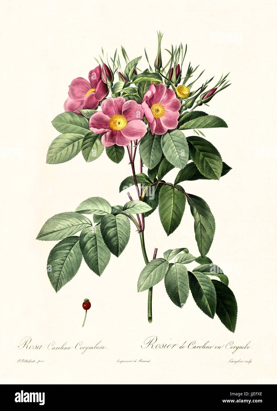 Vecchia illustrazione di Carolina rosa (Rosa carolina). Creato da P. R. Redoute, pubblicato su Les Roses, Imp. Firmin Didot, Parigi, 1817-24 Foto Stock