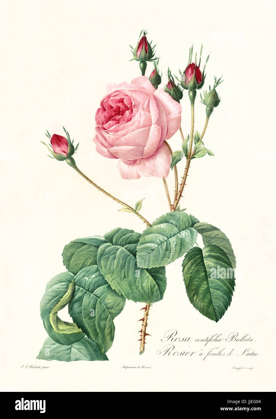 Vecchia illustrazione di lattuga rosa (rosa centifolia bullata). Creato da P. R. Redoute, pubblicato su Les Roses, Imp. Firmin Didot, Parigi, 1817-24 Foto Stock