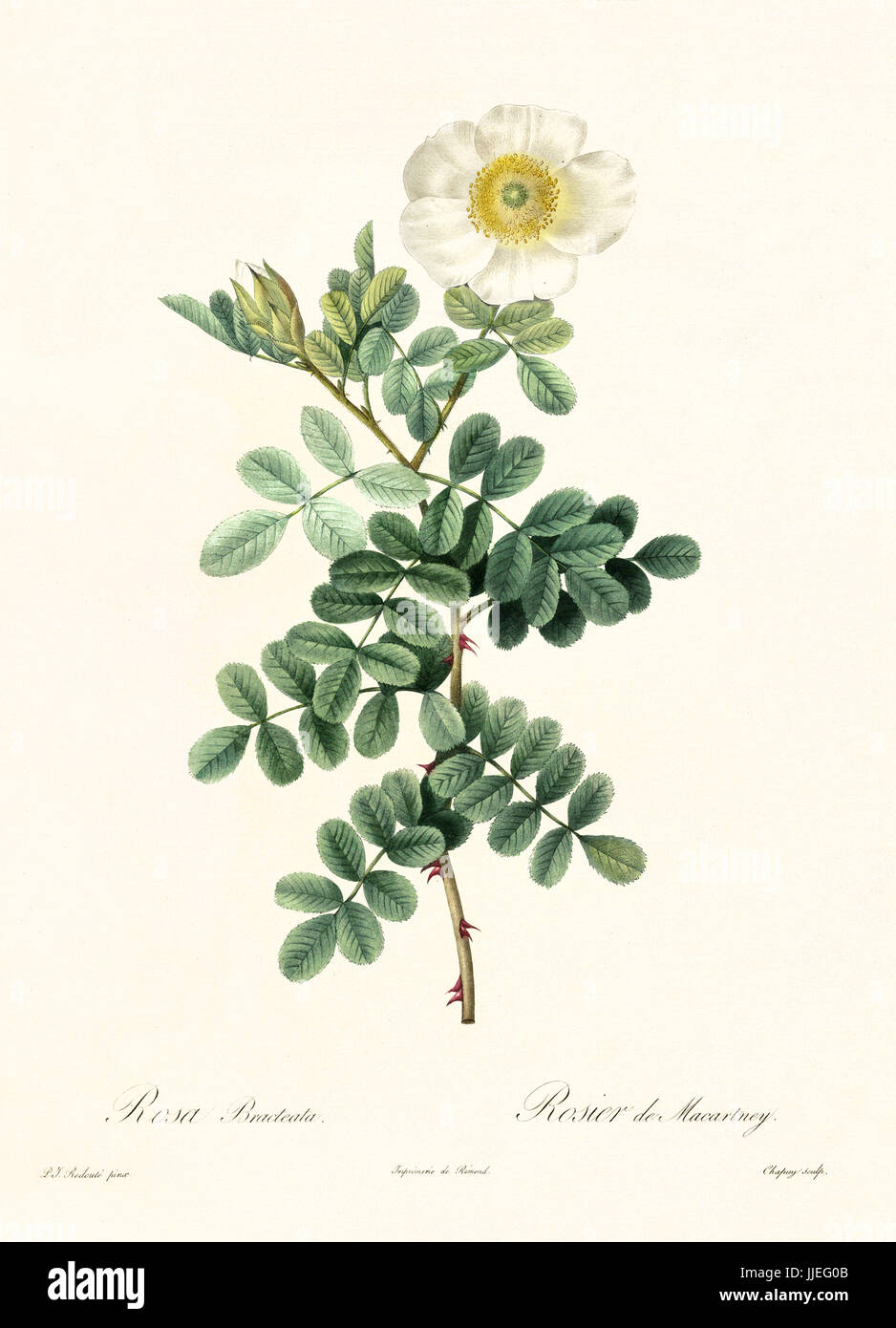 Vecchia illustrazione di Macartney rosa (Rosa bracteata). Creato da P. R. Redoute, pubblicato su Les Roses, Imp. Firmin Didot, Parigi, 1817-24 Foto Stock