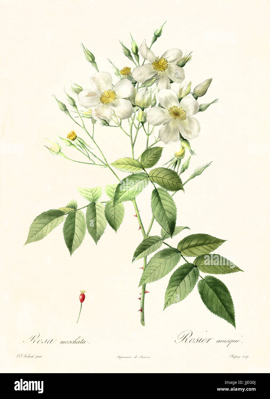 Vecchia illustrazione di muschio rosa (Rosa moschata). Creato da P. R. Redoute, pubblicato su Les Roses, Imp. Firmin Didot, Parigi, 1817-24 Foto Stock