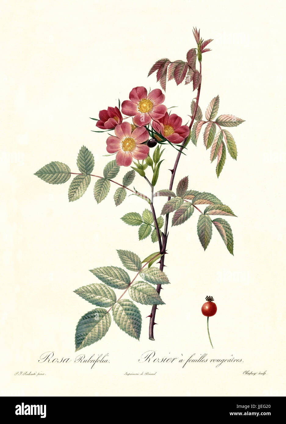 Vecchia illustrazione di rosso-lasciava in rosa (Rosa rubrifolia). Creato da P. R. Redoute, pubblicato su Les Roses, Imp. Firmin Didot, Parigi, 1817-24 Foto Stock