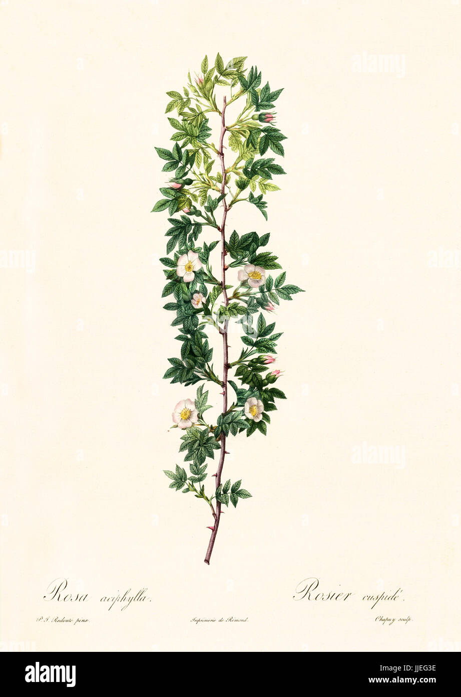 Vecchia illustrazione di Rosa aciphylla. Creato da P. R. Redoute, pubblicato su Les Roses, Imp. Firmin Didot, Parigi, 1817-24 Foto Stock