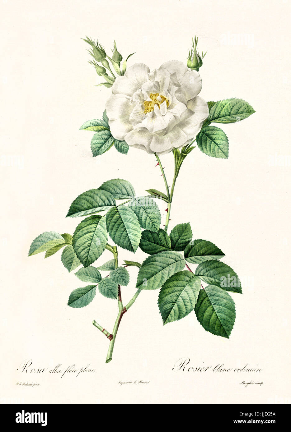 Vecchia illustrazione di Rosa alba flore pleno. Creato da P. R. Redoute, pubblicato su Les Roses, Imp. Firmin Didot, Parigi, 1817-24 Foto Stock