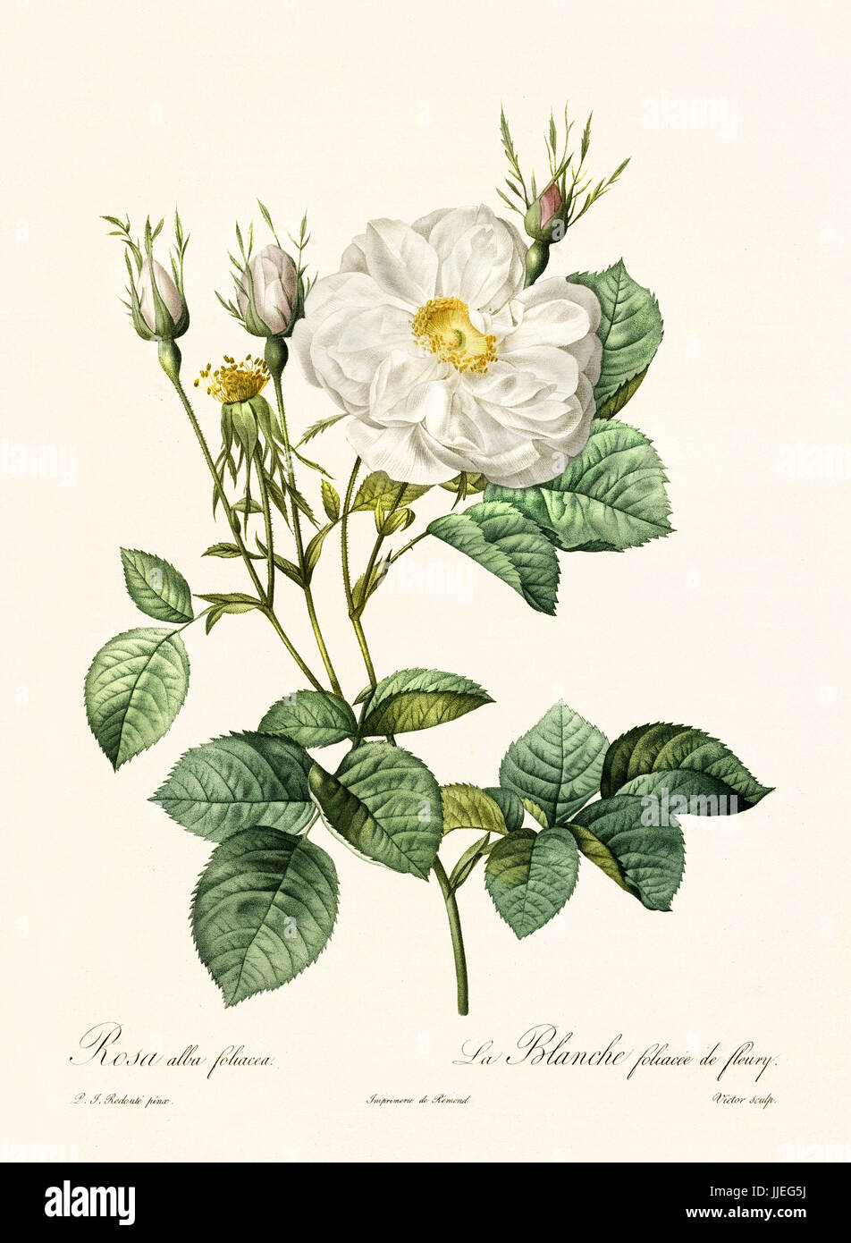 Vecchia illustrazione di Rosa alba foliacea. Creato da P. R. Redoute, pubblicato su Les Roses, Imp. Firmin Didot, Parigi, 1817-24 Foto Stock