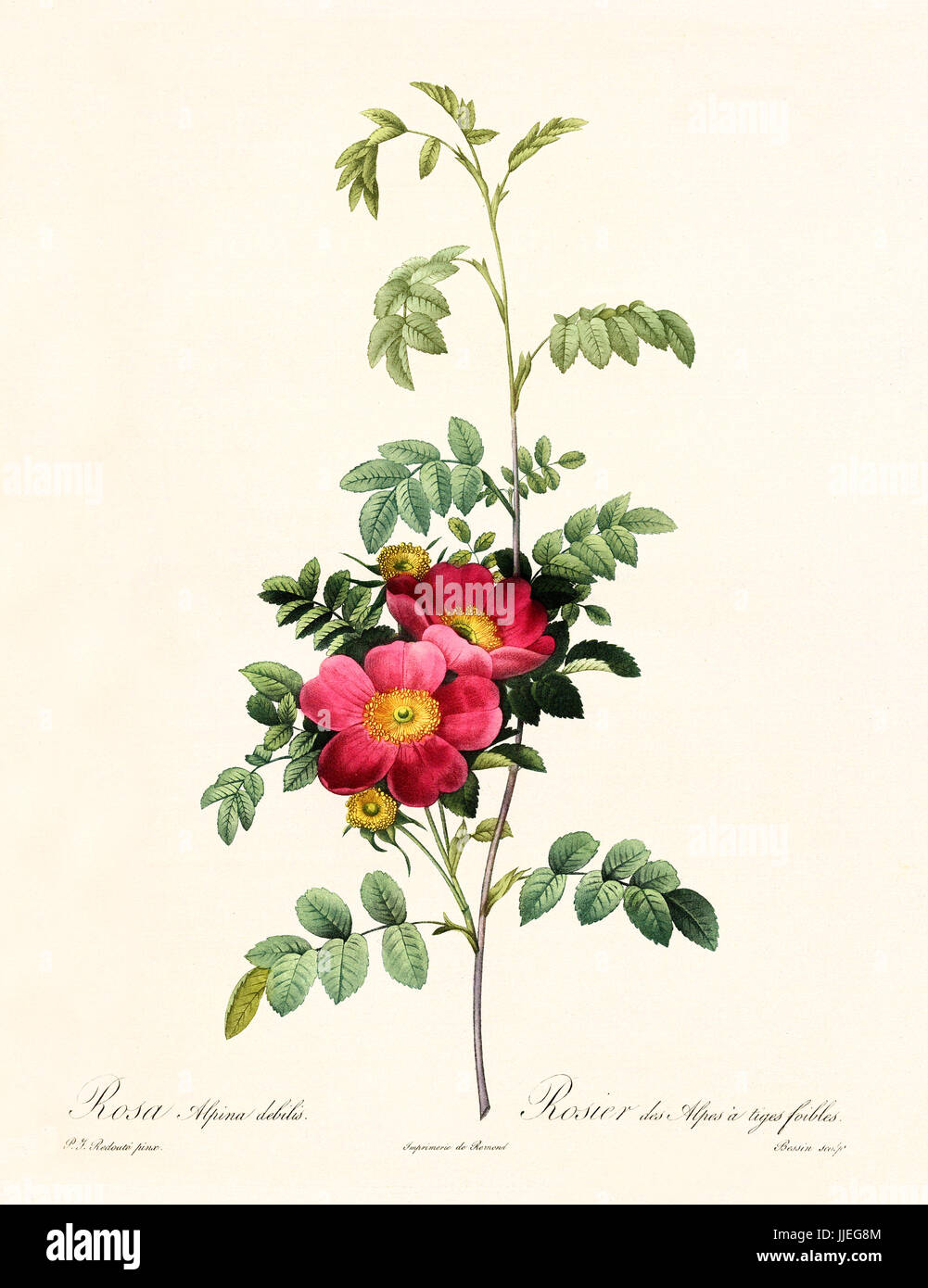 Vecchia illustrazione di Rosa alpina debilis. Creato da P. R. Redoute, pubblicato su Les Roses, Imp. Firmin Didot, Parigi, 1817-24 Foto Stock
