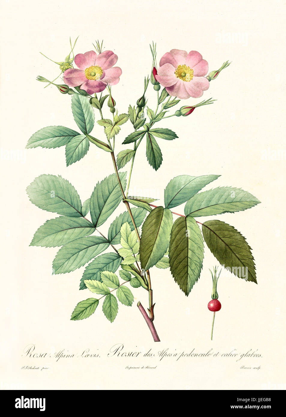 Vecchia illustrazione di Rosa alpina loevis. Creato da P. R. Redoute, pubblicato su Les Roses, Imp. Firmin Didot, Parigi, 1817-24 Foto Stock