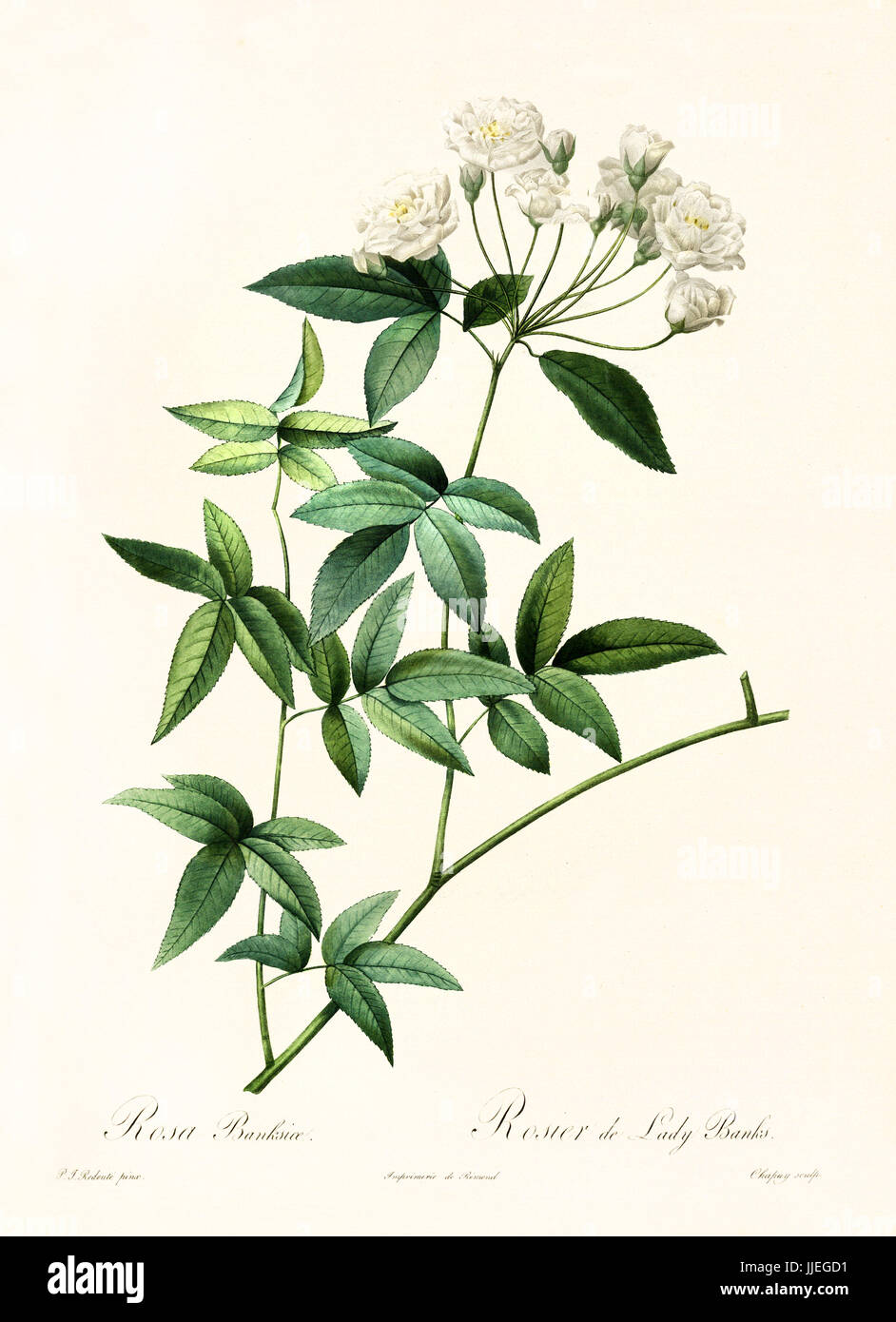 Vecchia illustrazione di Rosa banksiae. Creato da P. R. Redoute, pubblicato su Les Roses, Imp. Firmin Didot, Parigi, 1817-24 Foto Stock