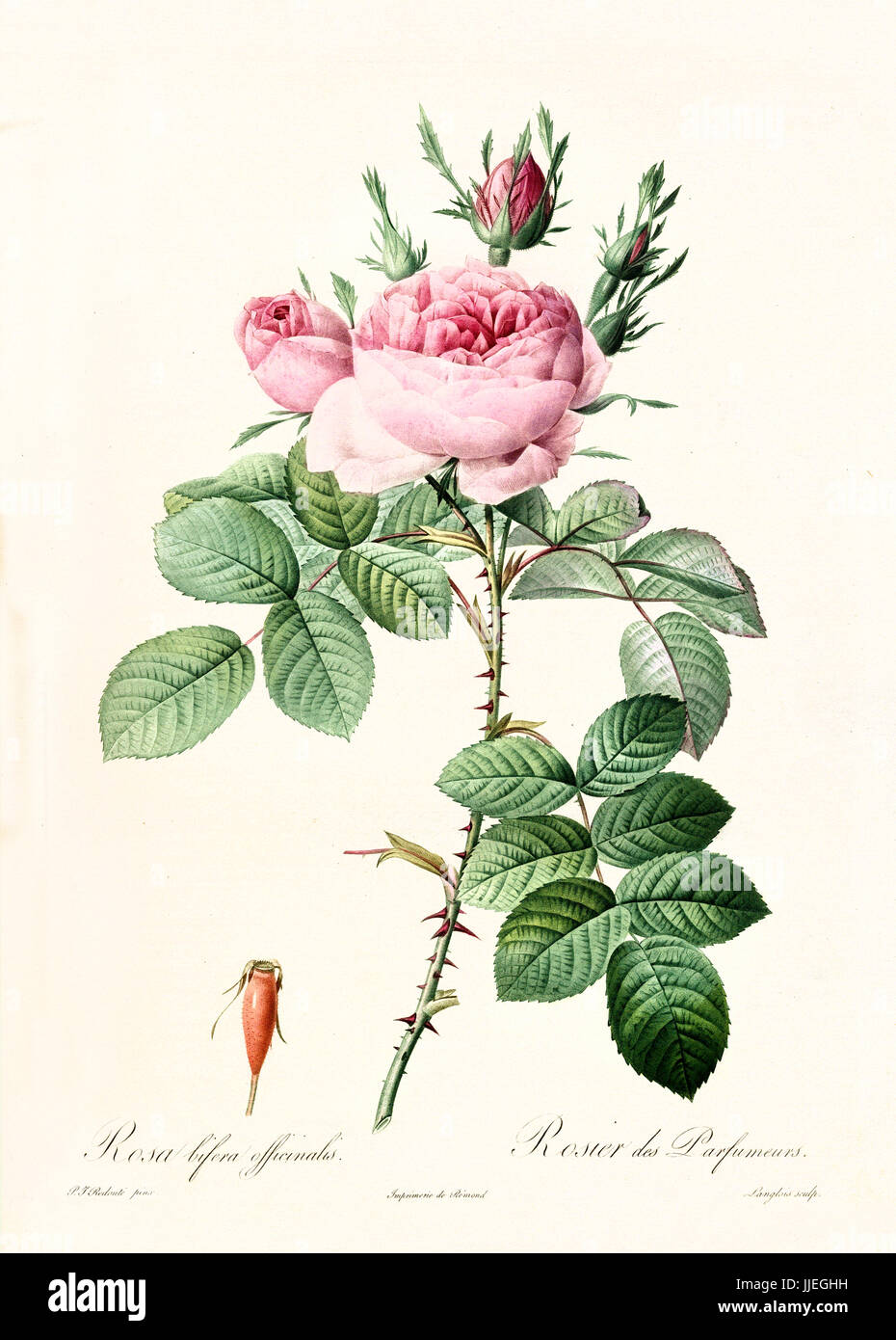 Vecchia illustrazione di Rosa bifera officinalis. Creato da P. R. Redoute, pubblicato su Les Roses, Imp. Firmin Didot, Parigi, 1817-24 Foto Stock