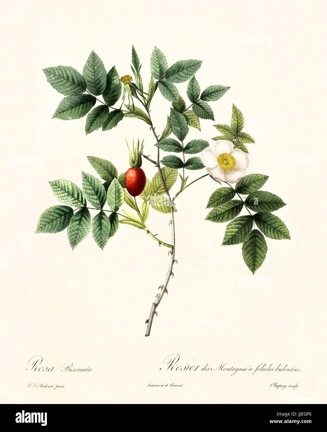 Vecchia illustrazione di Rosa biserrata. Creato da P. R. Redoute, pubblicato su Les Roses, Imp. Firmin Didot, Parigi, 1817-24 Foto Stock