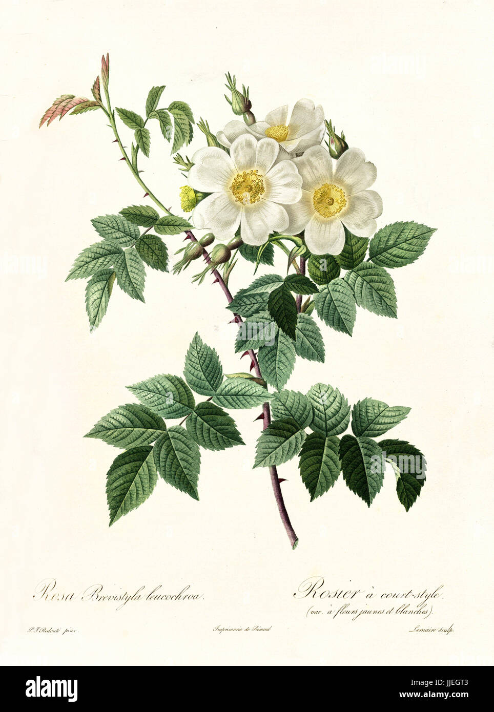 Vecchia illustrazione di Rosa brevistyla leocochroa. Creato da P. R. Redoute, pubblicato su Les Roses, Imp. Firmin Didot, Parigi, 1817-24 Foto Stock