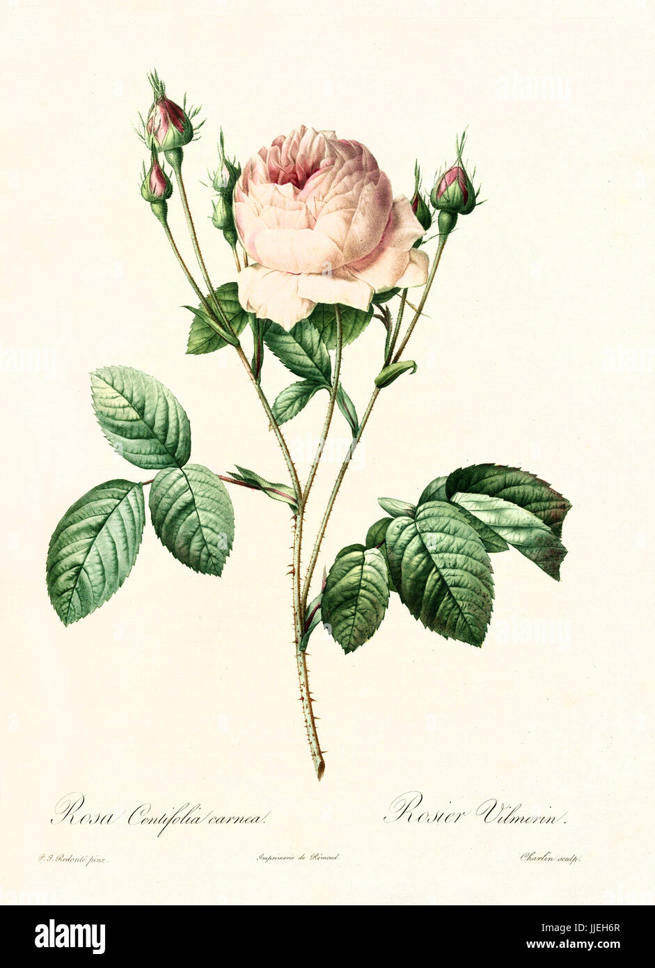 Vecchia illustrazione di rosa centifolia carnea. Creato da P. R. Redoute, pubblicato su Les Roses, Imp. Firmin Didot, Parigi, 1817-24 Foto Stock