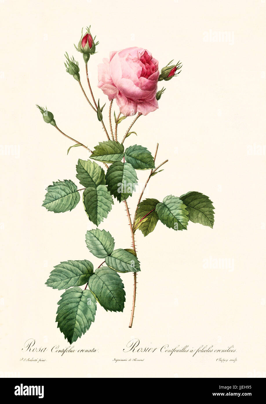 Vecchia illustrazione di rosa centifolia creanata. Creato da P. R. Redoute, pubblicato su Les Roses, Imp. Firmin Didot, Parigi, 1817-24 Foto Stock