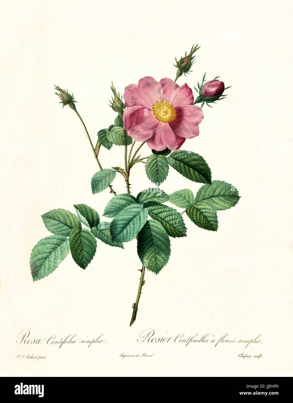 Vecchia illustrazione di rosa centifolia simplex. Creato da P. R. Redoute, pubblicato su Les Roses, Imp. Firmin Didot, Parigi, 1817-24 Foto Stock