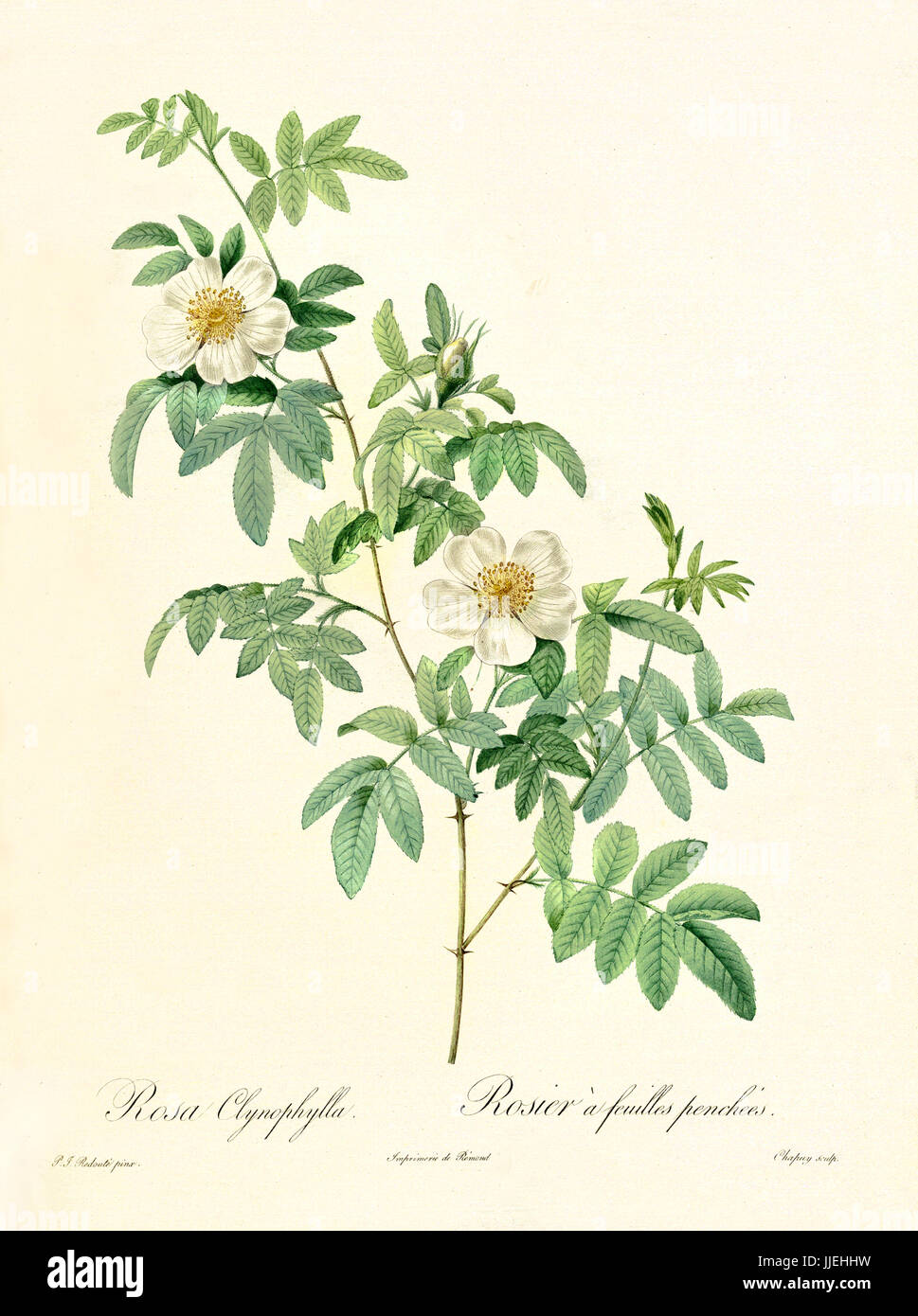 Vecchia illustrazione di Rosa clinophylla. Creato da P. R. Redoute, pubblicato su Les Roses, Imp. Firmin Didot, Parigi, 1817-24 Foto Stock