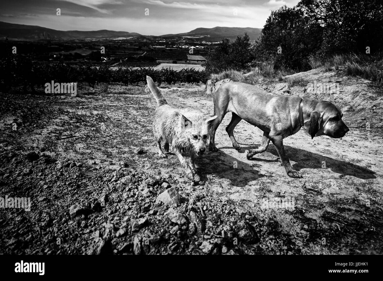 Due cani in esecuzione e godere nella natura, dettaglio di animali nel campo Foto Stock