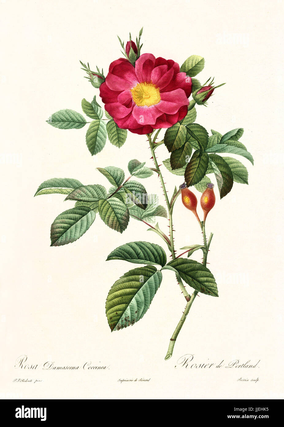 Vecchia illustrazione di rosa damascena coccinea. Creato da P. R. Redoute, pubblicato su Les Roses, Imp. Firmin Didot, Parigi, 1817-24 Foto Stock
