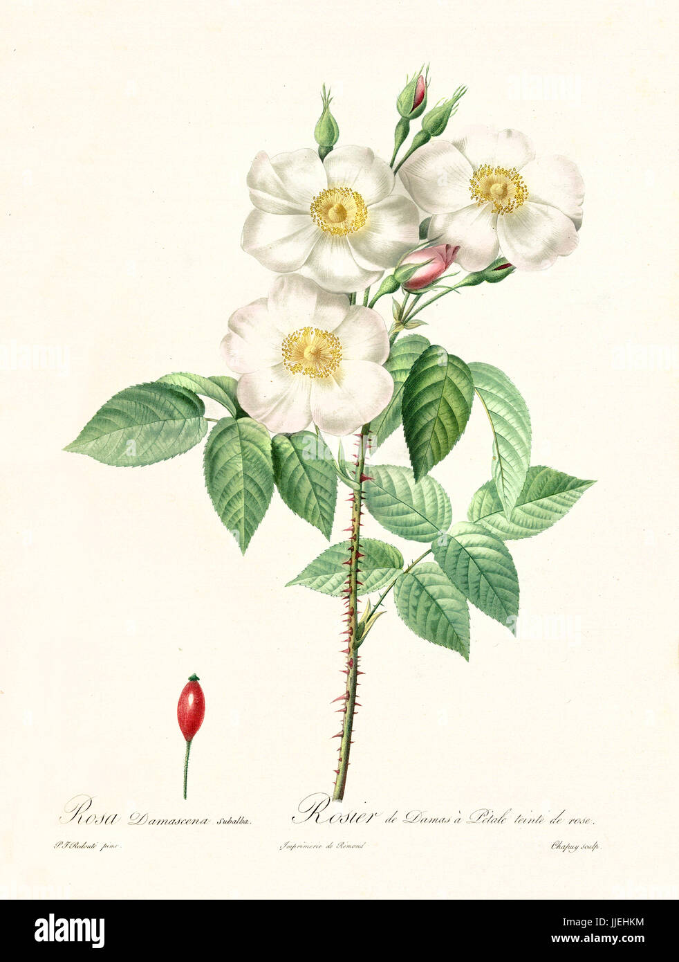 Vecchia illustrazione di rosa damascena subalba. Creato da P. R. Redoute, pubblicato su Les Roses, Imp. Firmin Didot, Parigi, 1817-24 Foto Stock