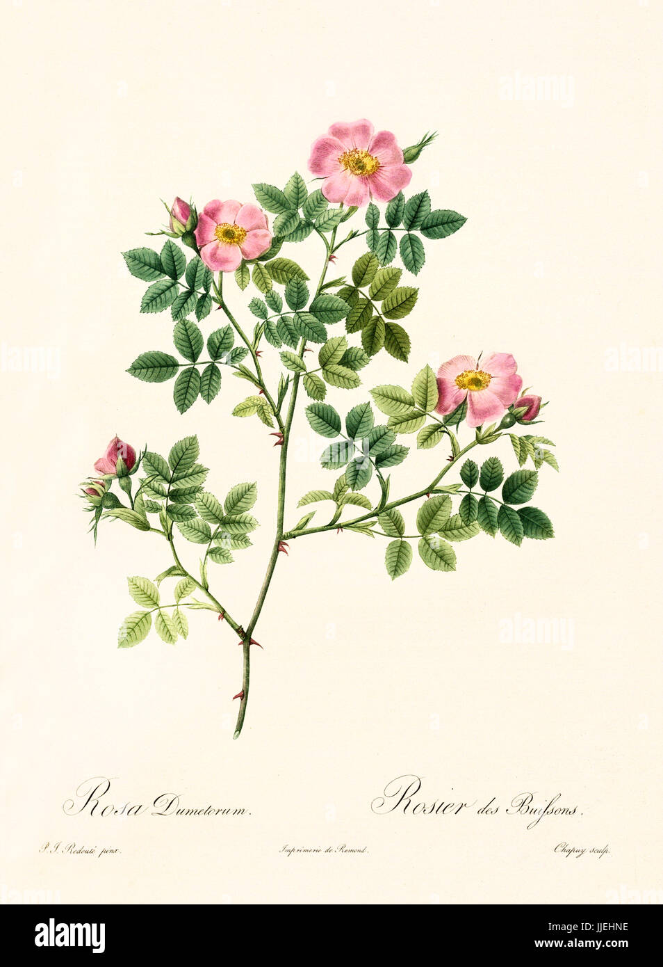 Vecchia illustrazione di Rosa dumetorum. Creato da P. R. Redoute, pubblicato su Les Roses, Imp. Firmin Didot, Parigi, 1817-24 Foto Stock
