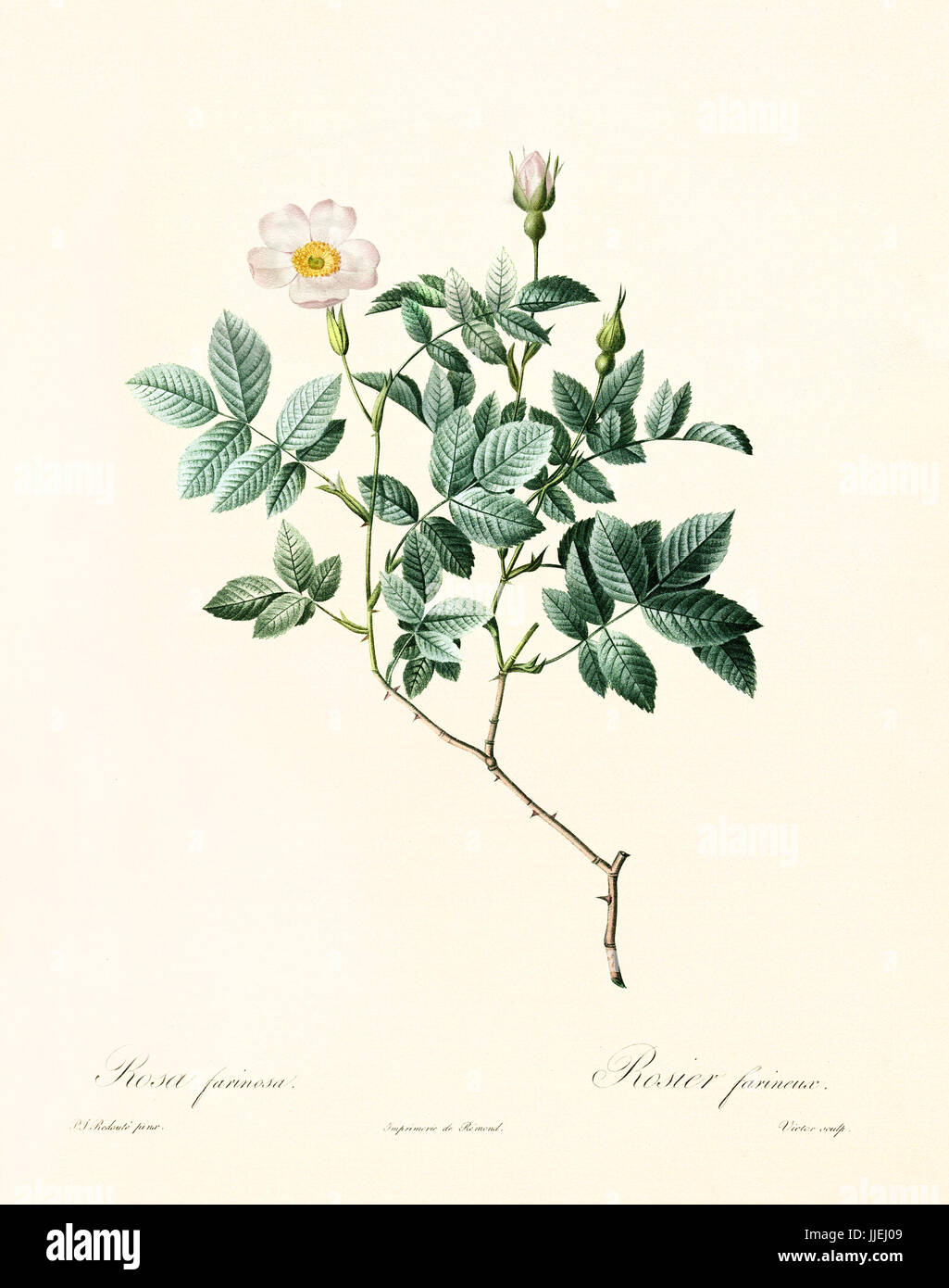 Vecchia illustrazione di Rosa farinosa. Creato da P. R. Redoute, pubblicato su Les Roses, Imp. Firmin Didot, Parigi, 1817-24 Foto Stock