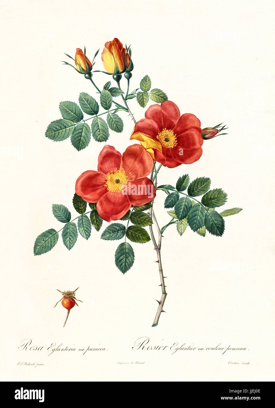 Vecchia illustrazione di Rosa foetida bicolor. Creato da P. R. Redoute, pubblicato su Les Roses, Imp. Firmin Didot, Parigi, 1817-24 Foto Stock