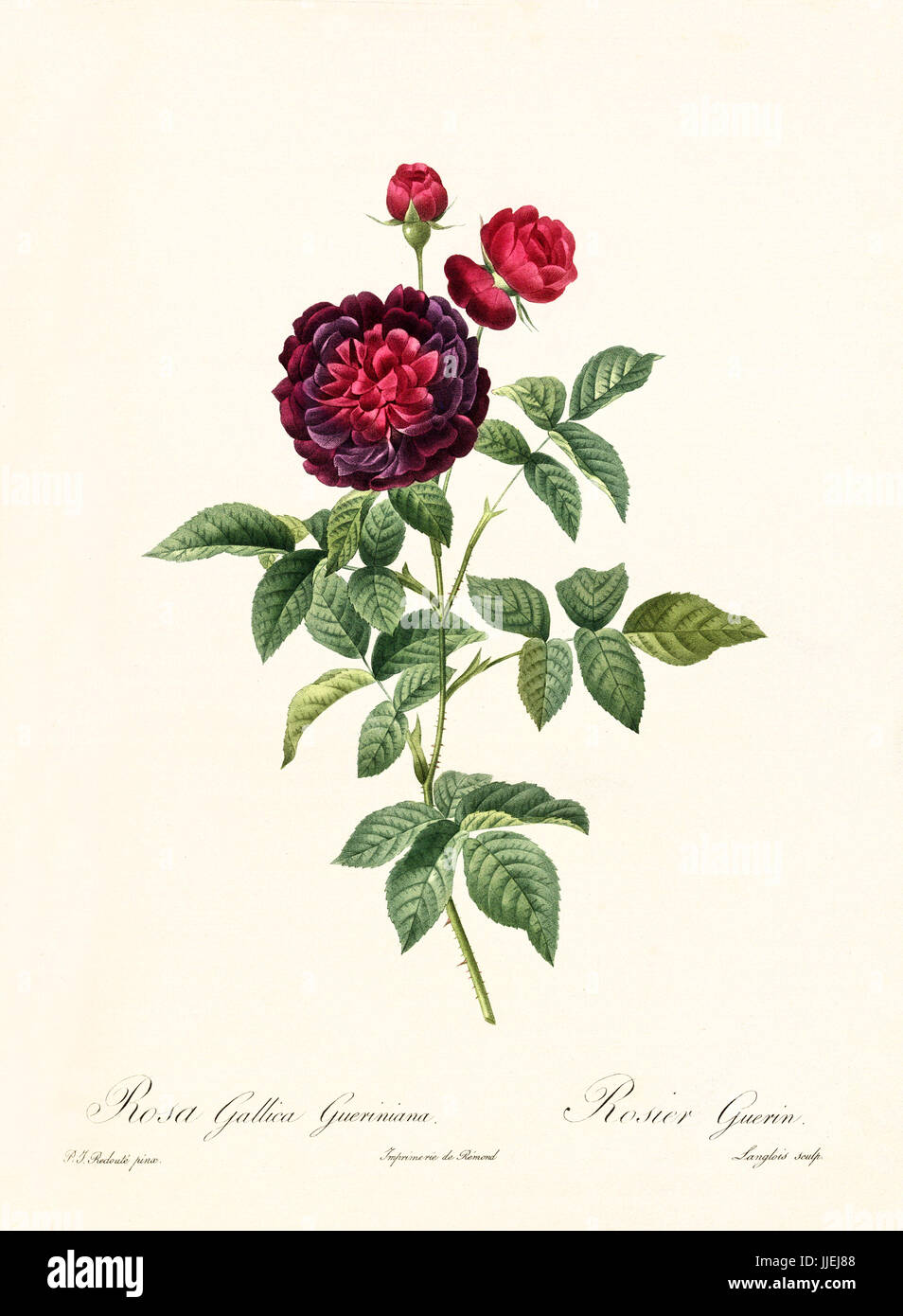 Vecchia illustrazione di rosa gallica gueriniana. Creato da P. R. Redoute, pubblicato su Les Roses, Imp. Firmin Didot, Parigi, 1817-24 Foto Stock