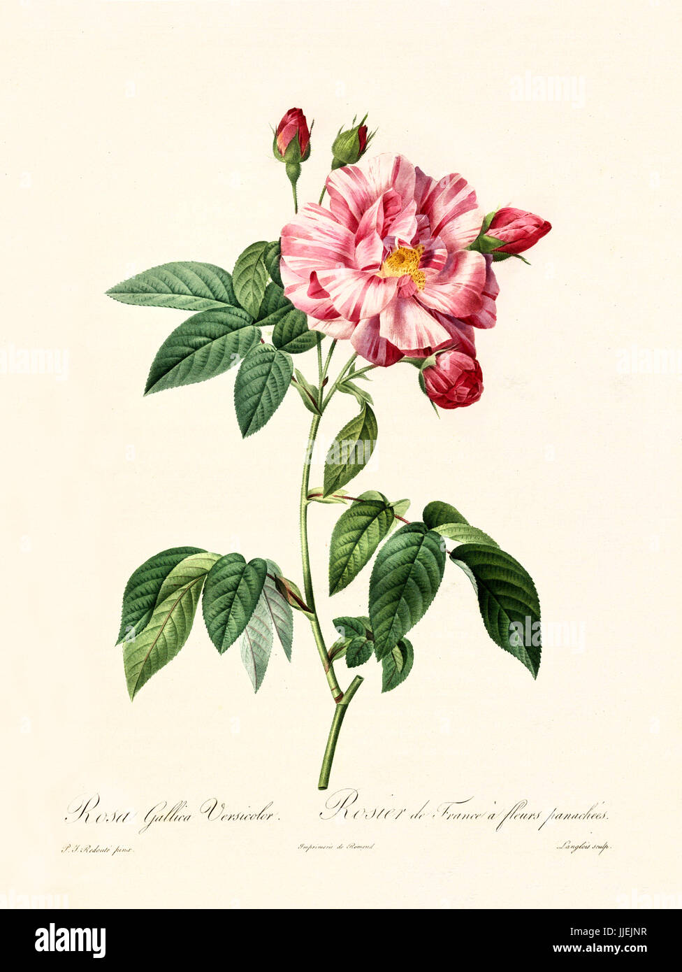 Vecchia illustrazione di rosa gallica versicolor. Creato da P. R. Redoute, pubblicato su Les Roses, Imp. Firmin Didot, Parigi, 1817-24 Foto Stock