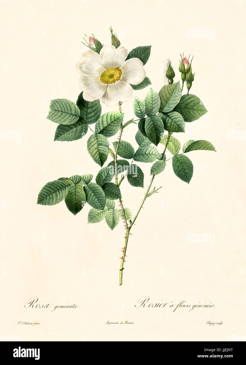 Vecchia illustrazione di Rosa geminata. Creato da P. R. Redoute, pubblicato su Les Roses, Imp. Firmin Didot, Parigi, 1817-24 Foto Stock
