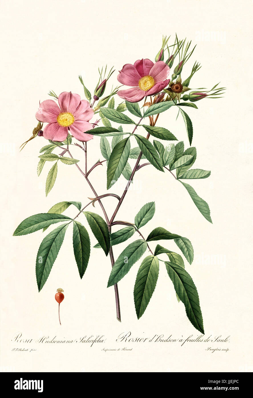 Vecchia illustrazione di Rosa hudsoniana salicifolia. Creato da P. R. Redoute, pubblicato su Les Roses, Imp. Firmin Didot, Parigi, 1817-24 Foto Stock