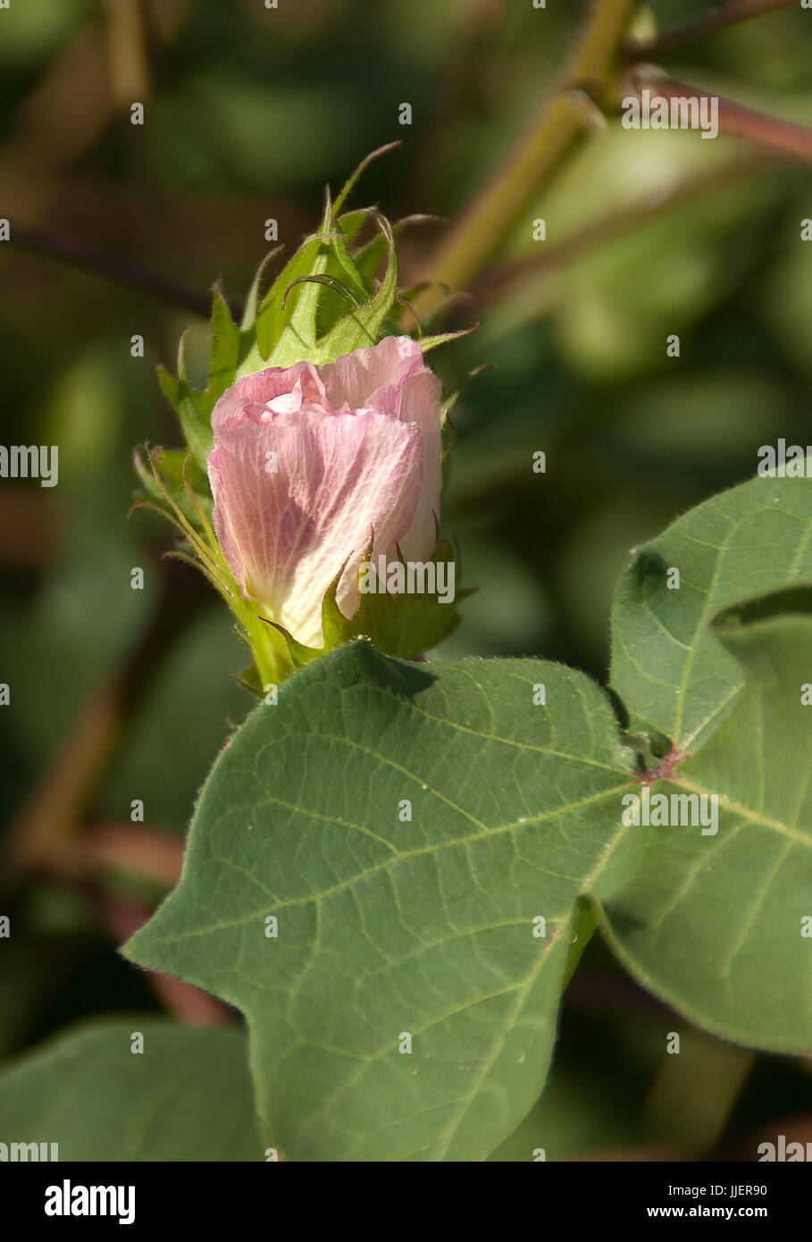 Piante di cotone con bolls prima della fibra viene visualizzato Foto Stock