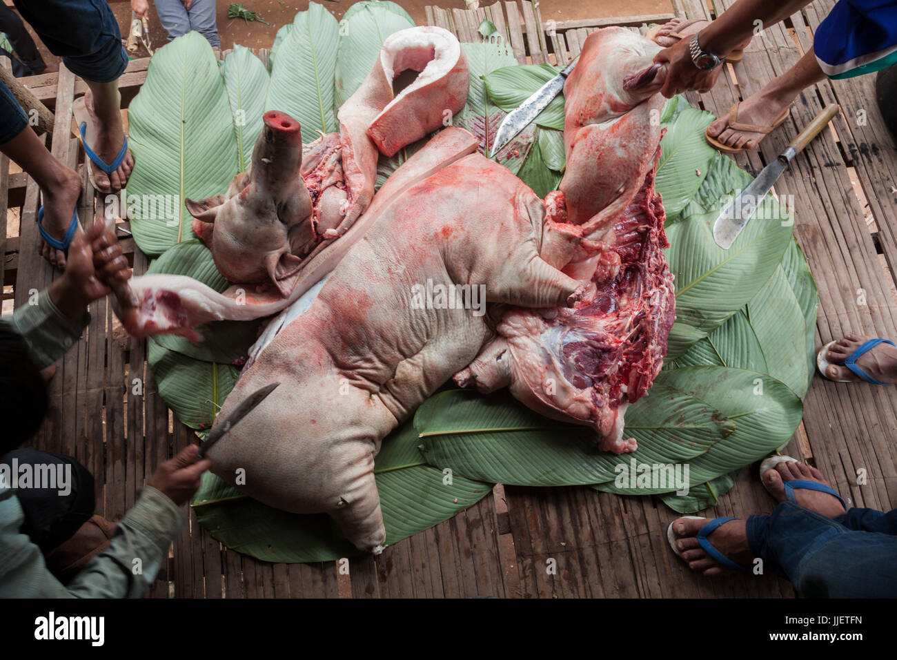 Un maiale di proprietà di govern famiglia è macellato su un tappeto di foglie di banano per la celebrazione dei matrimoni in Muang Hat Hin, Laos. Foto Stock