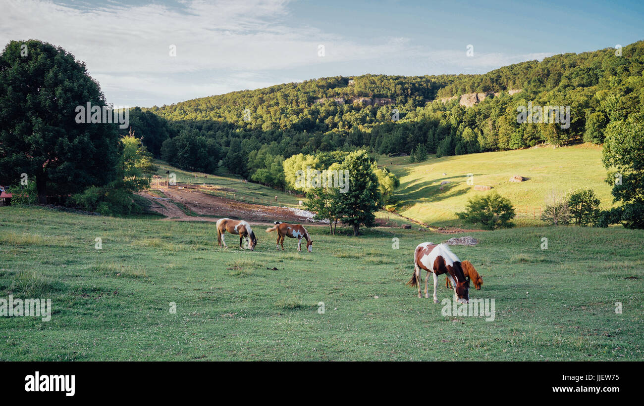 Cavalli in un campo verde con la montagna e forrest Foto Stock