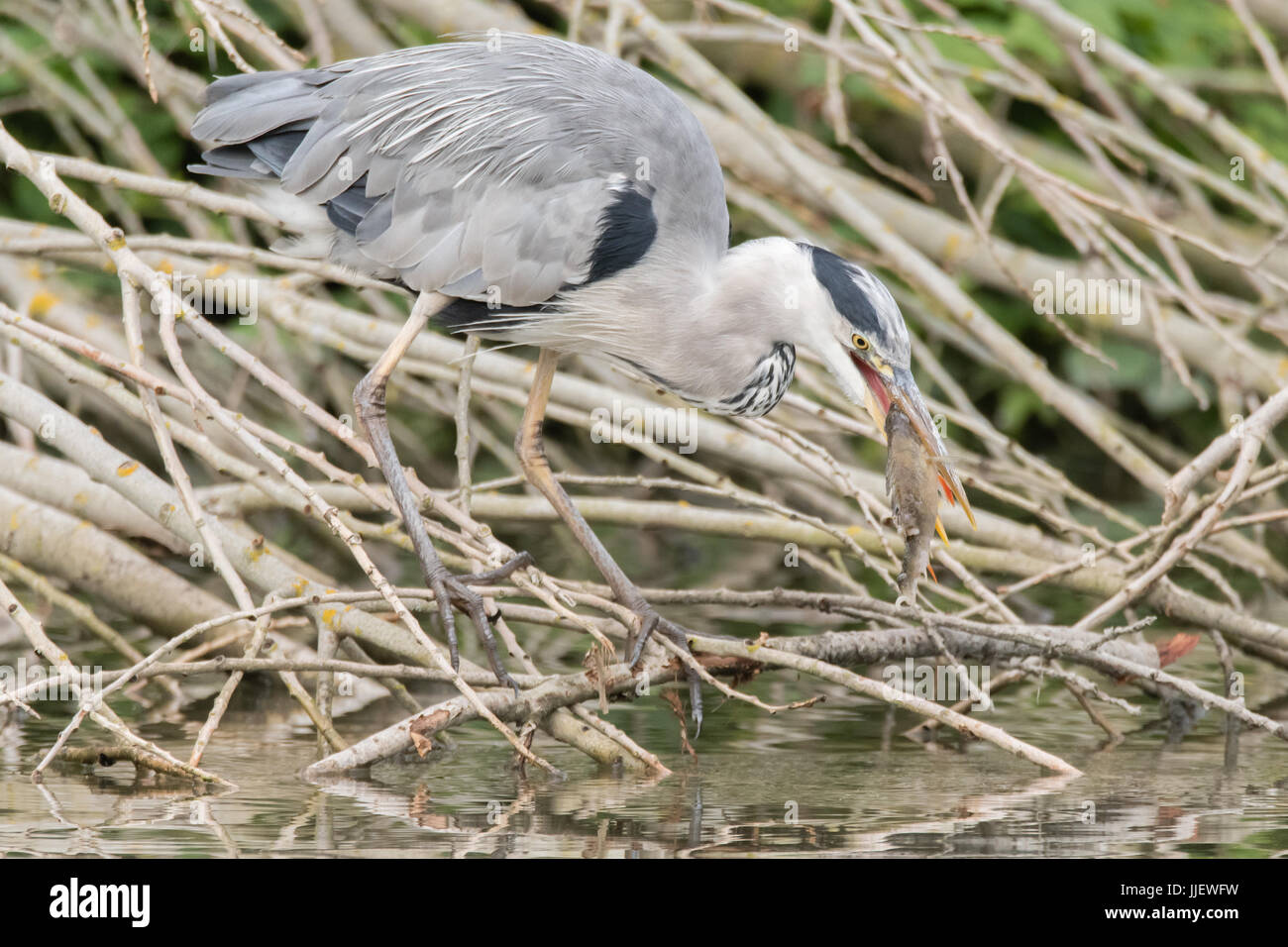 Airone cinerino (Ardea cinerea) con pesce nel becco. Grande Uccello della famiglia Ardeidi, con pesce persico (Perca fluviatilis) preda Foto Stock