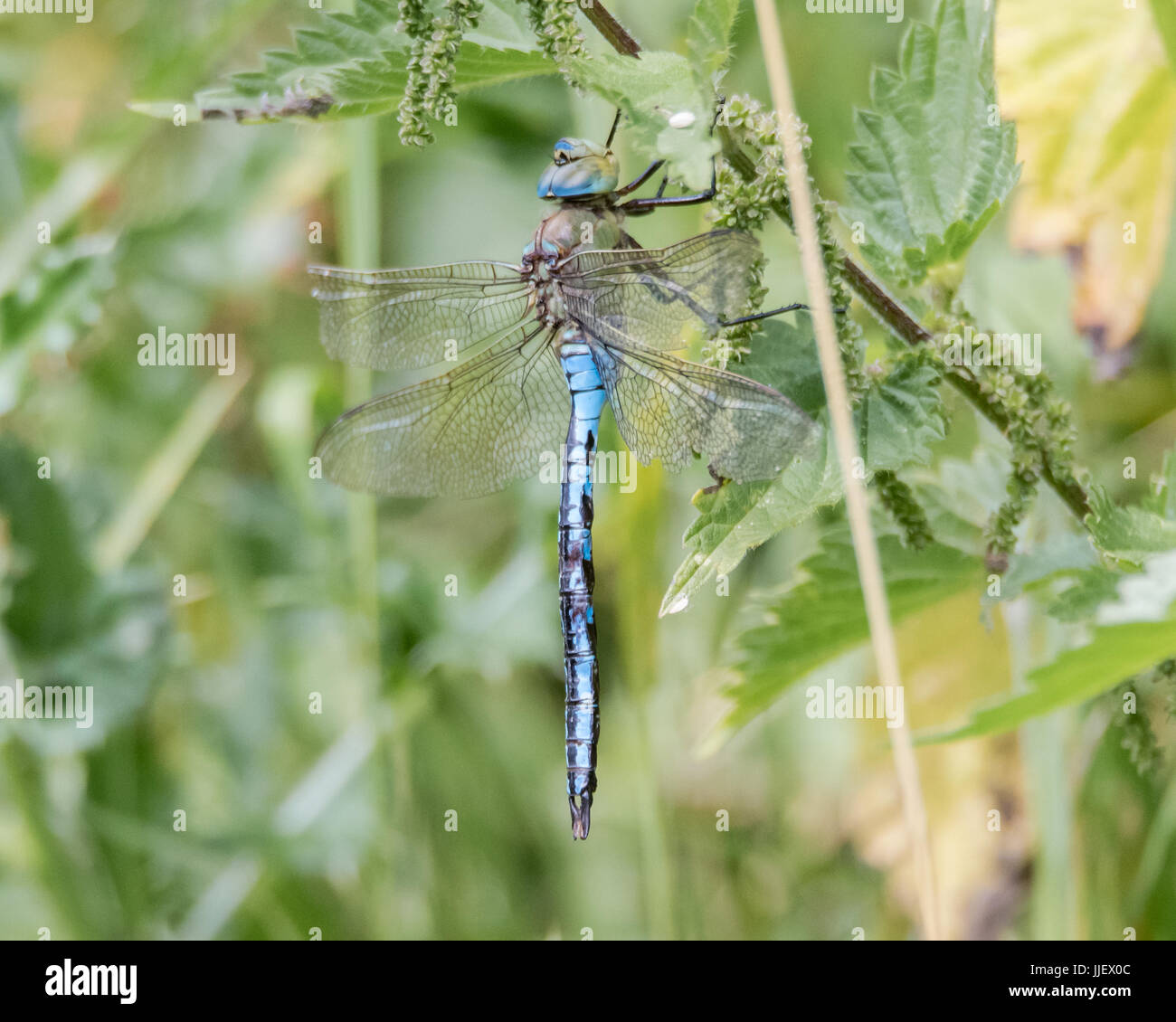 L'imperatore libellula (Anax imperator) a riposo. Impressionante insetto blu nella famiglia Aeshnidae, seduto sulla vegetazione, aka l imperatore blu Foto Stock