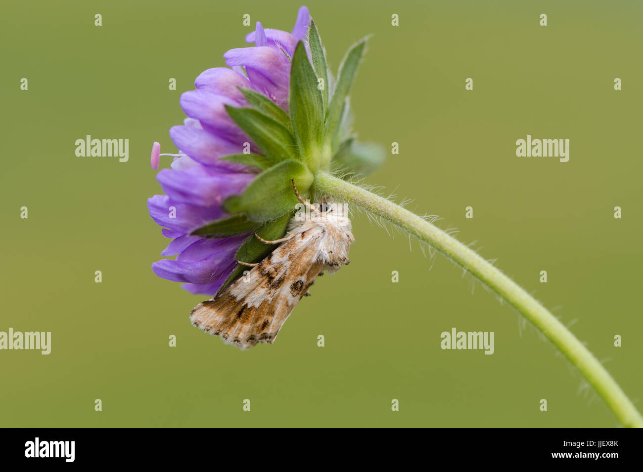 Dusky sallow tarma (Eremobia ochroleuca) sul fiore. British moth nella famiglia Noctuidae, a riposo su Devil's-bit scabious (Succisa pratensis) Foto Stock