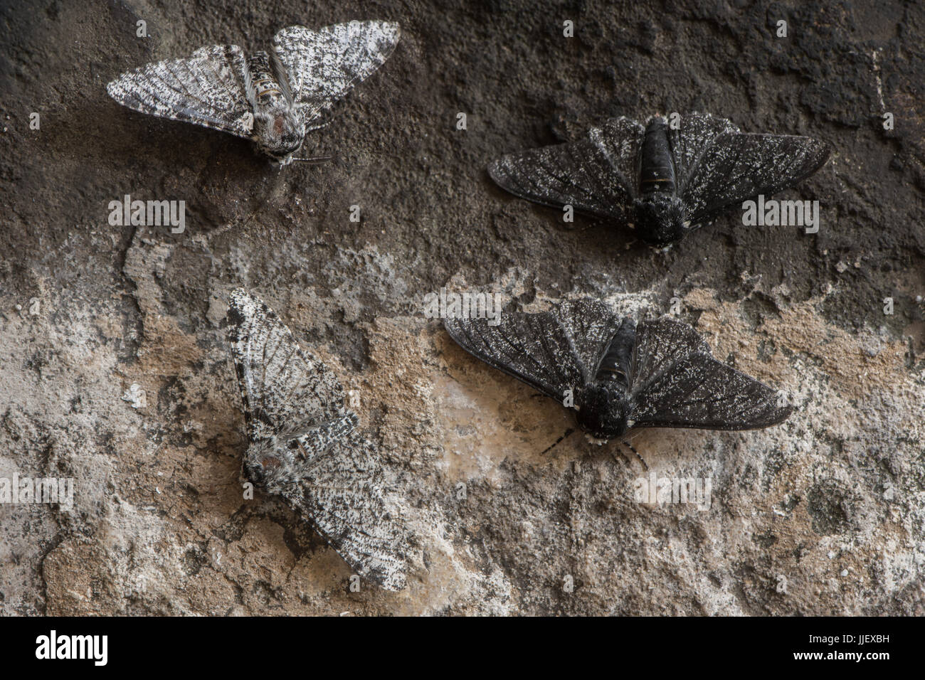 Pepati tarma (Biston betularia) melanico e modulo di luce. Falene nella famiglia Geometridae che mostra la relativa camuffamento di f. cabonaria Foto Stock