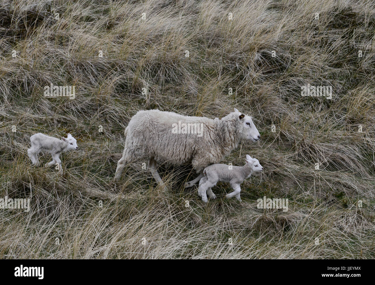 Germania, Isola del Mare del Nord Sylt, Pecora con agnello in praterie Foto Stock