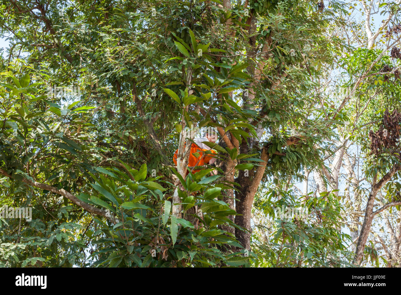 Un giovane monaco si arrampica su un albero di prelievo (tamarindo Tamarindus indica) presso il monastero Buddista in Muang Houn, in Laos, in una città che sarà completamente sommerso dalla diga #5. Foto Stock