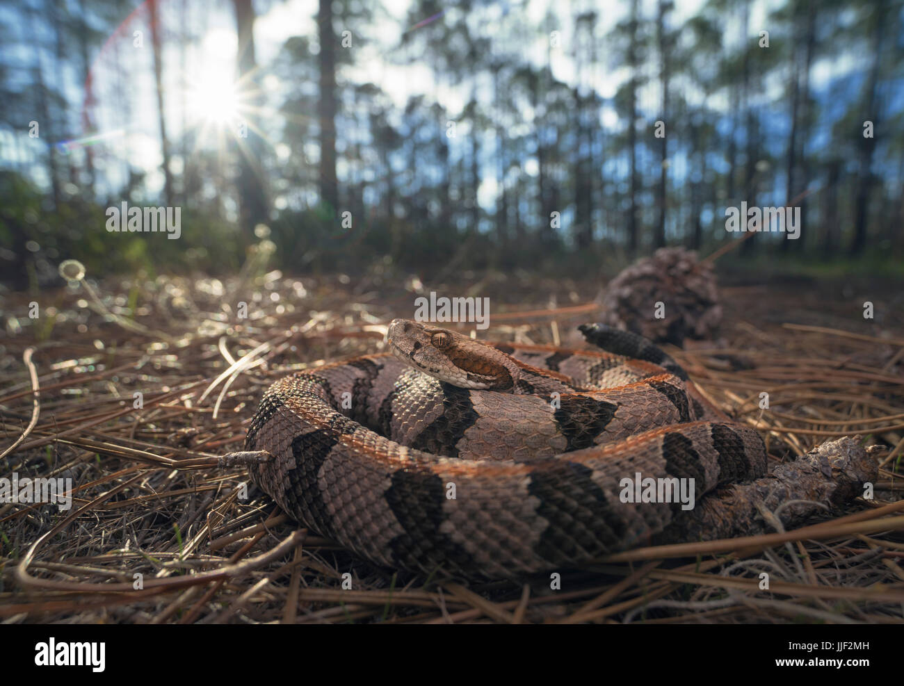 Legname rattlesnake (Crotalus horridus) nella foresta di pini, Florida, America, STATI UNITI D'AMERICA Foto Stock