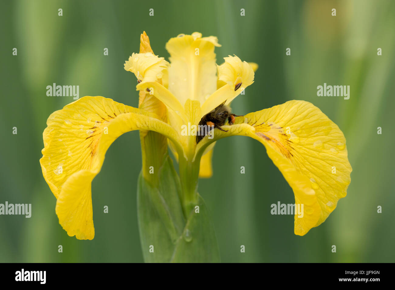 Bumblebee in Iris pseudacorus - Bandiera gialla Iris Foto Stock